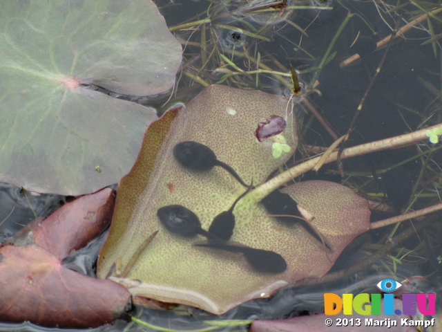 SX26905 Tadpoles in pond